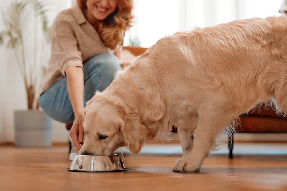 Why Brown Rice & Wild-Caught Salmon Are the Superfoods Your Dog Needs: Exploring GoodBowl™