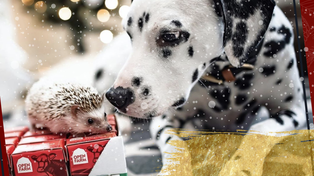 Guide to the Best Holiday Gifts & Sustainable Dog Products