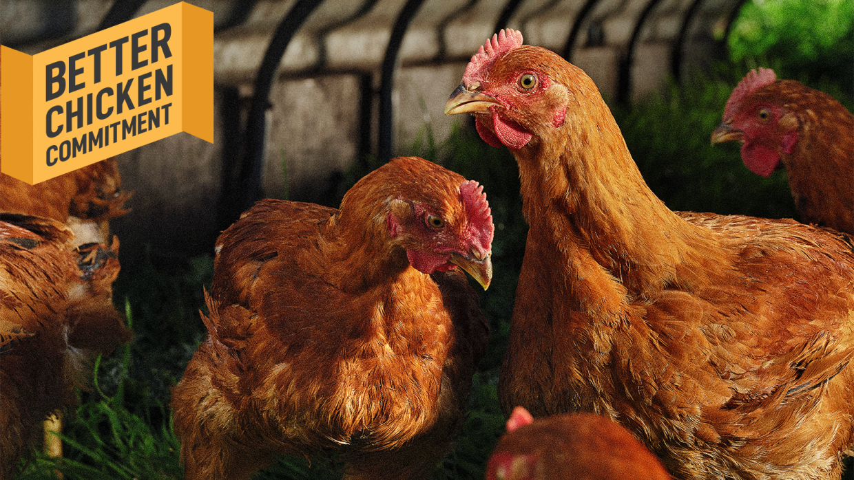 Our Partnership with the Better Chicken Commitment