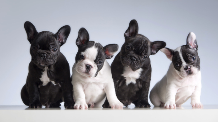 Four French Bulldogs