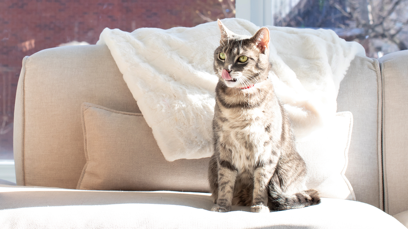 Common Food Allergies in Cats Open Farm