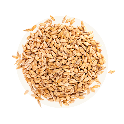 Whole Grain Barley