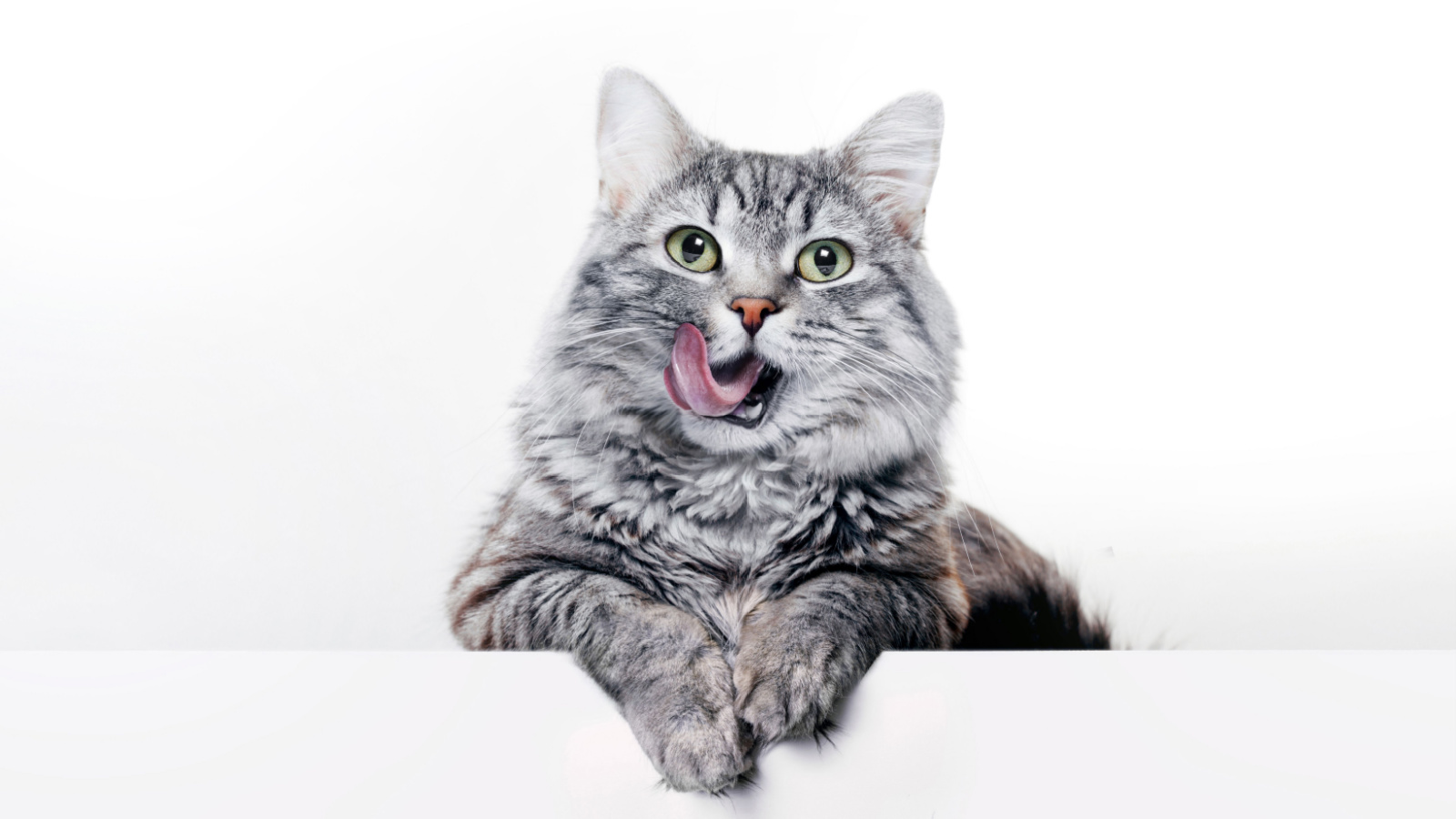 Best cat food for best sale hairball prevention