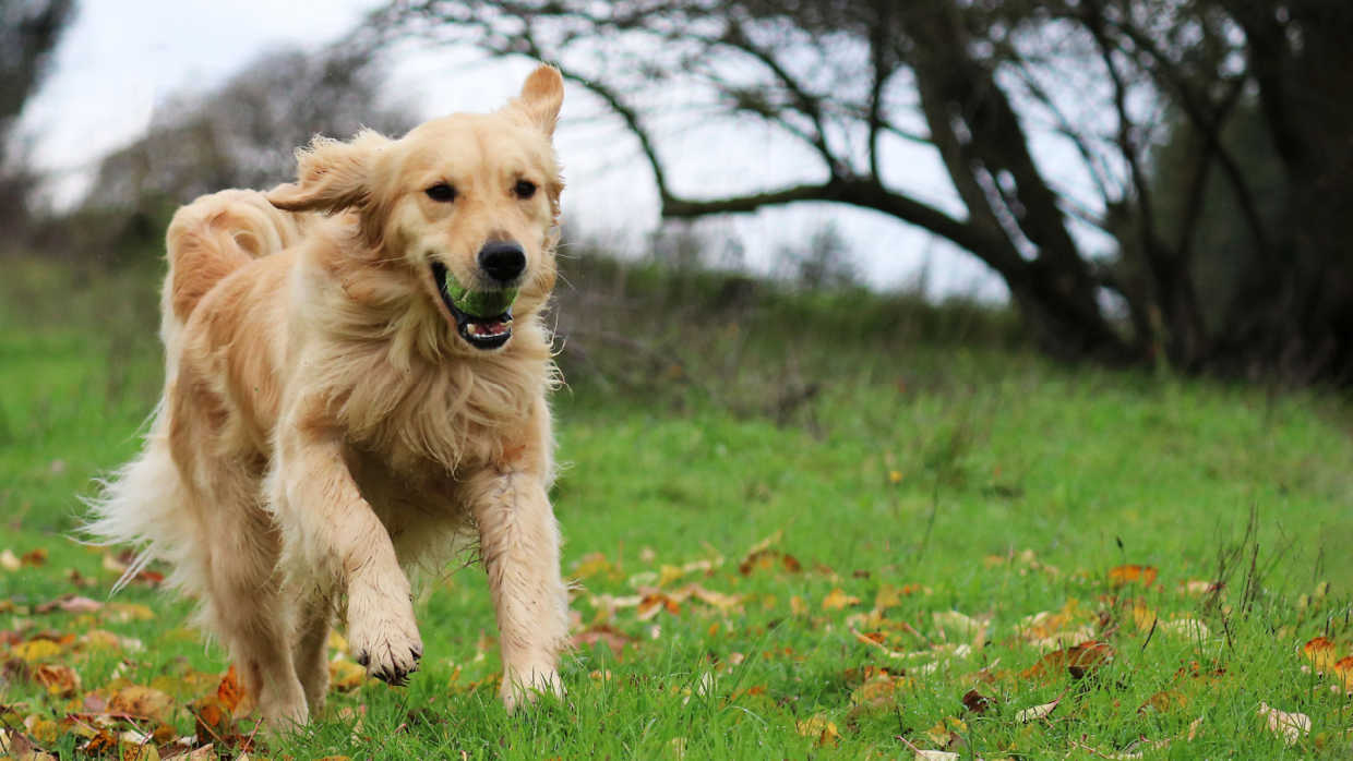 What is the Best Dog Food for Golden Retrievers
