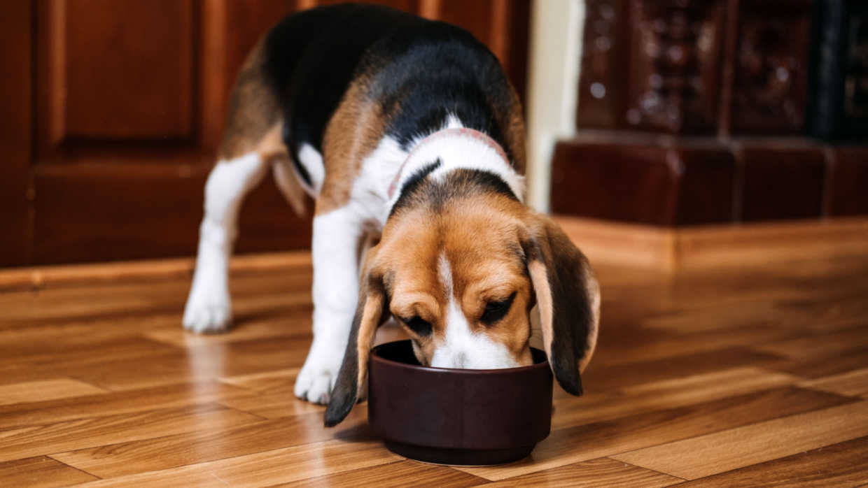 can you leave dog food out overnight