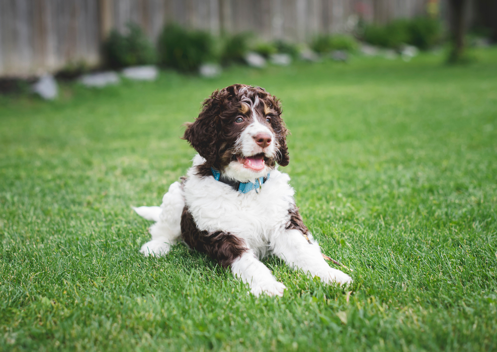 Best bernedoodle hot sale