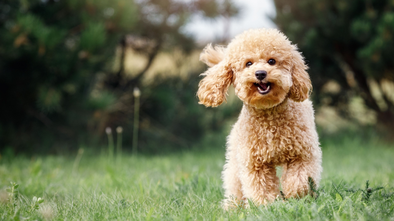 Best Dog Food for Healthy Skin Open Farm