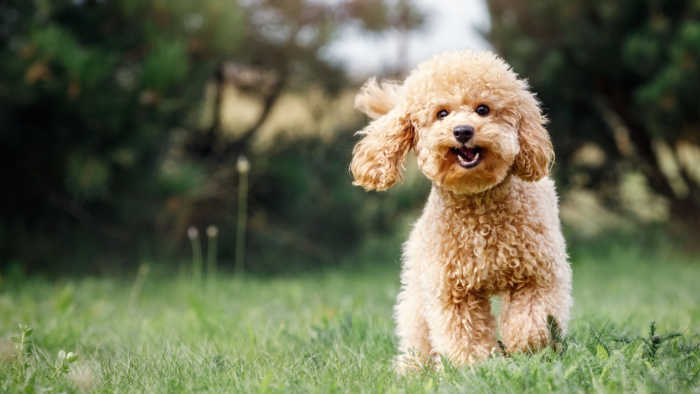 Cute healthy dog with good skin