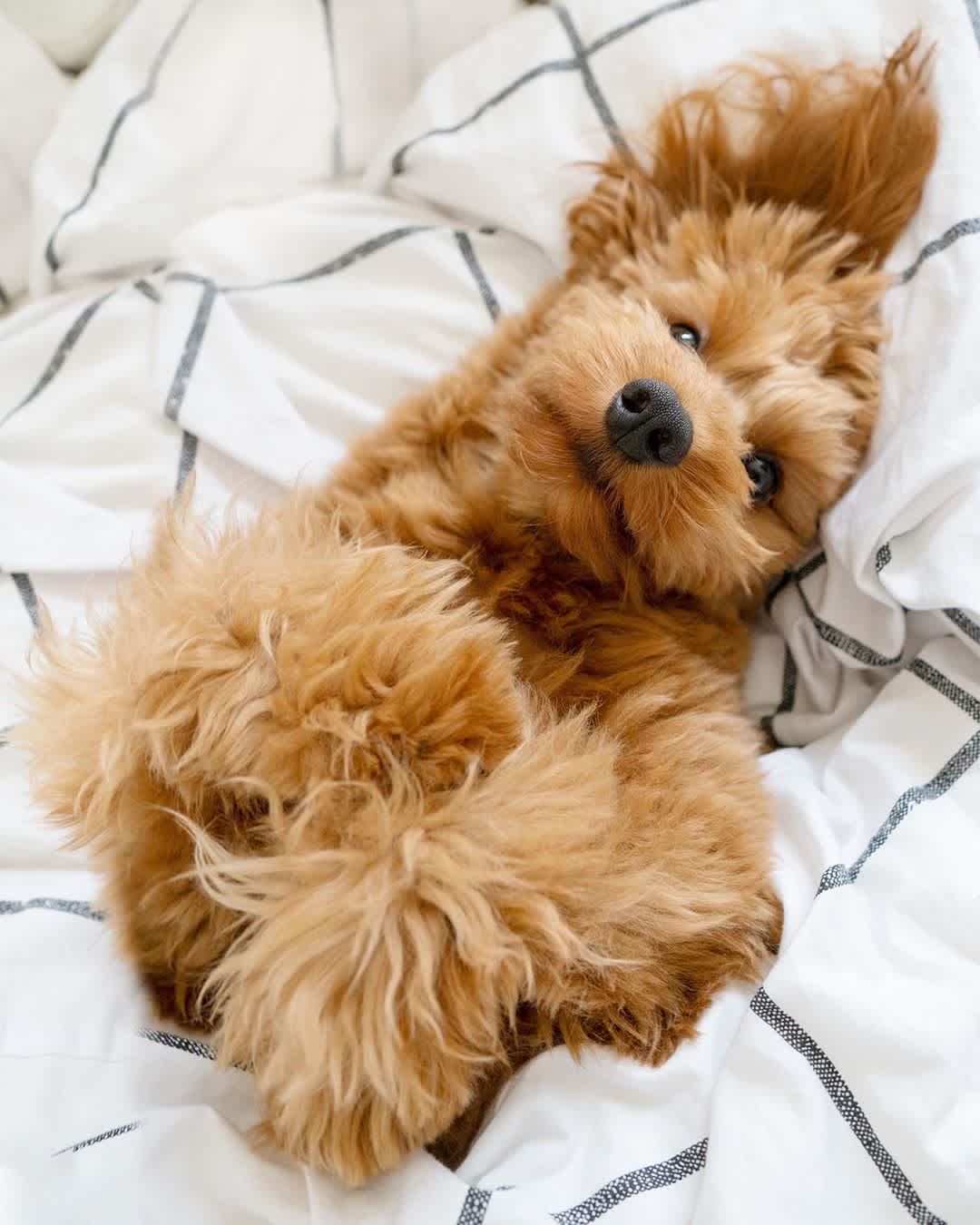 How your pet can help you get out of bed on difficult mornings + other tips