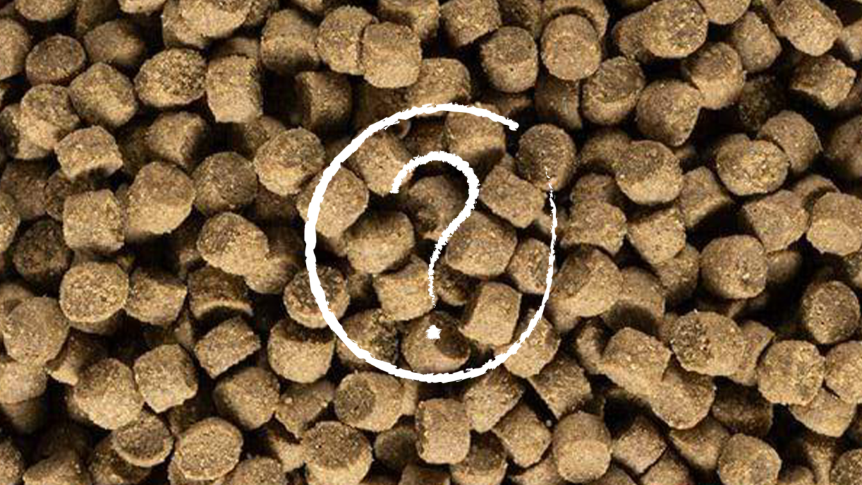 What Dog Food Recipe is Best For Your Dog?