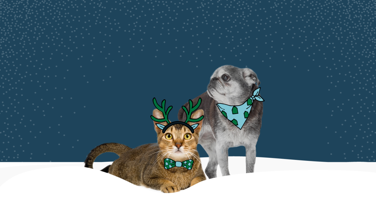 5 Pet-Friendly Activities To Make The Holidays Exciting For Your Cat or Dog