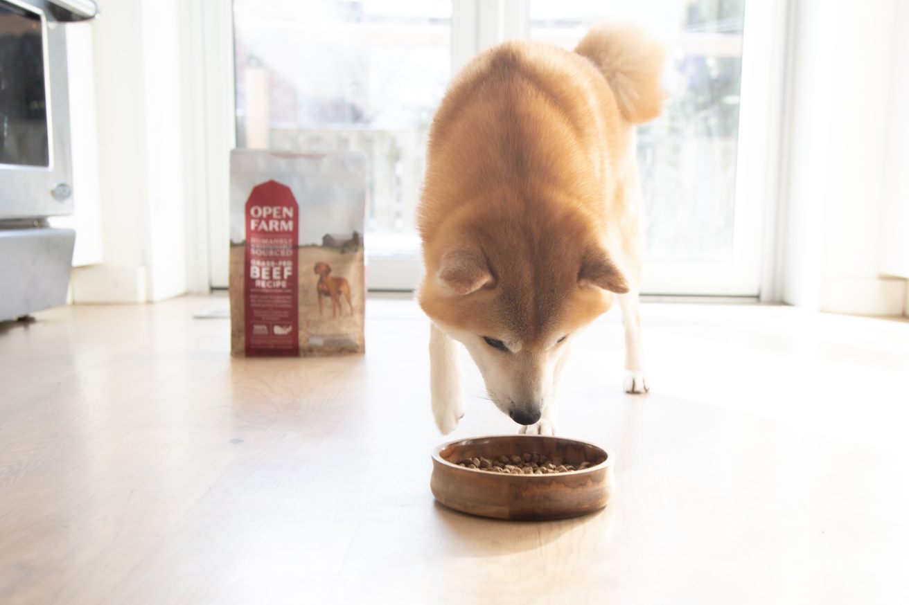 Dog eating sustainably sourced beef kibble