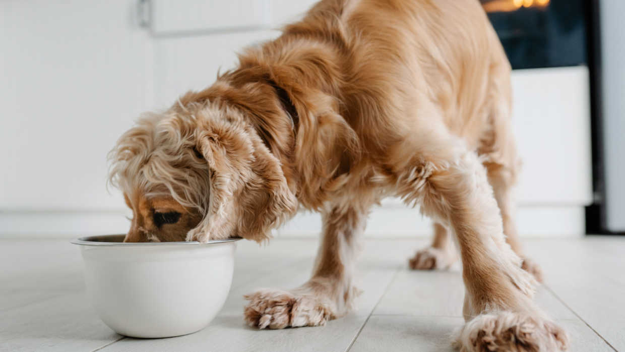 How Long Does it Take a Dog to Digest Food?