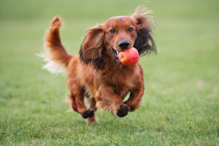 Can Dogs Eat Apples? | Preview Image