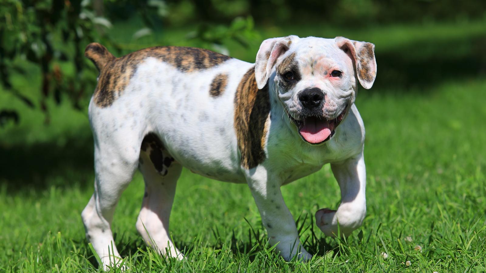 Good dog food 2025 for american bulldogs