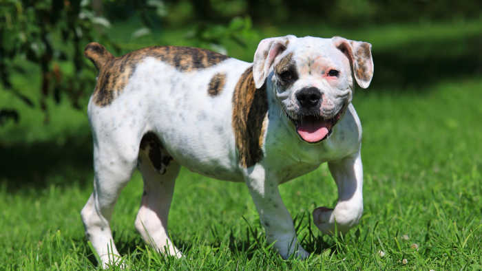 Best Dog Food for American Bulldogs | Preview Image