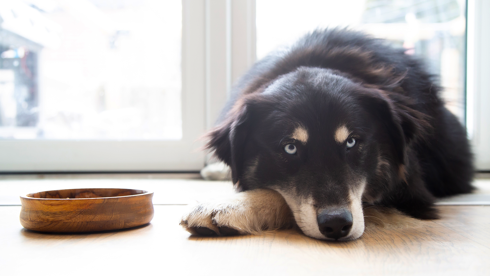 Pet Food Contamination Causes & Prevention Open Farm