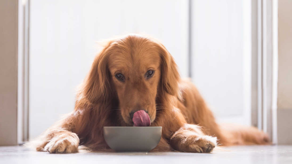 Best Dog Food for Weight Gain