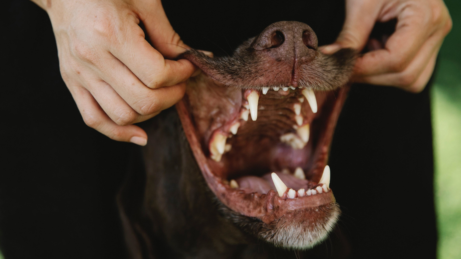 does grain free dog food cause bad breath