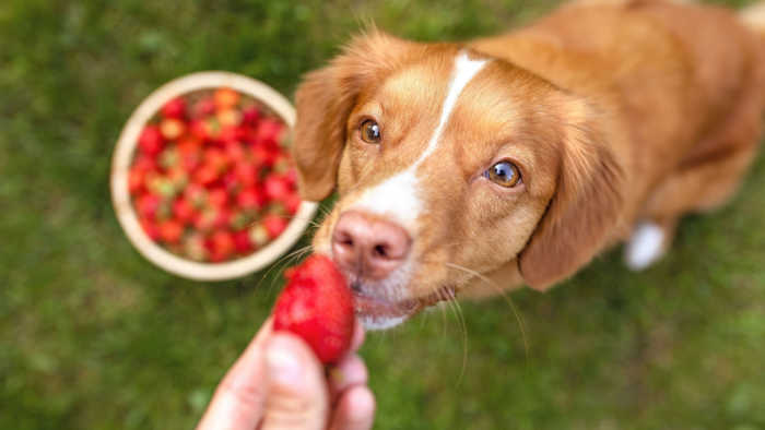 dog eating strawberries