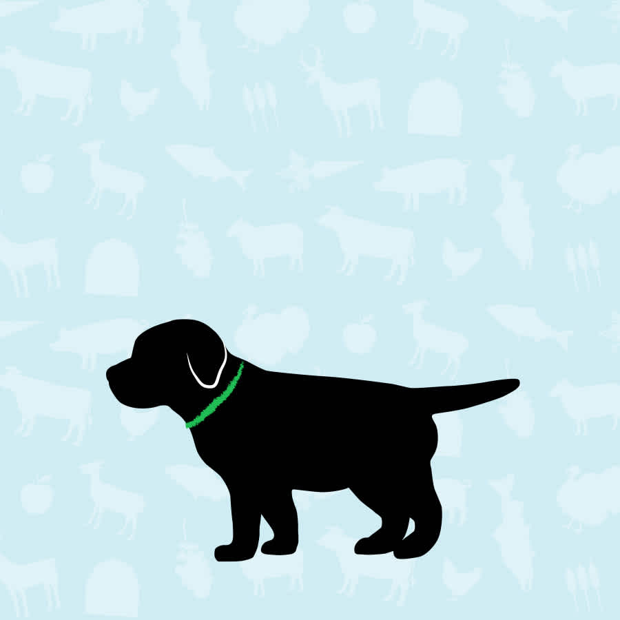 Puppy Essentials | Mobile Collection Banner