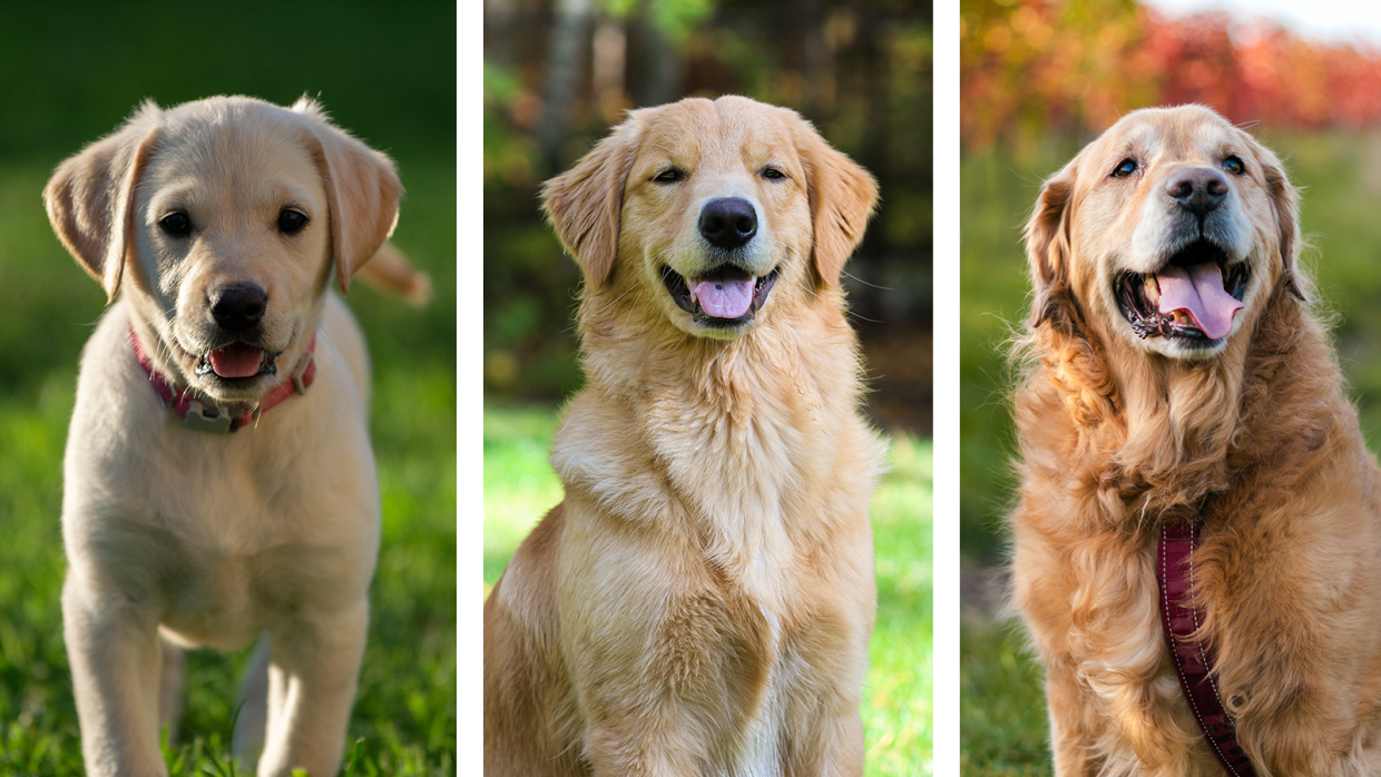 What’s the Best Dog Food for Every Stage of Life?: From Puppy to Senior Dog