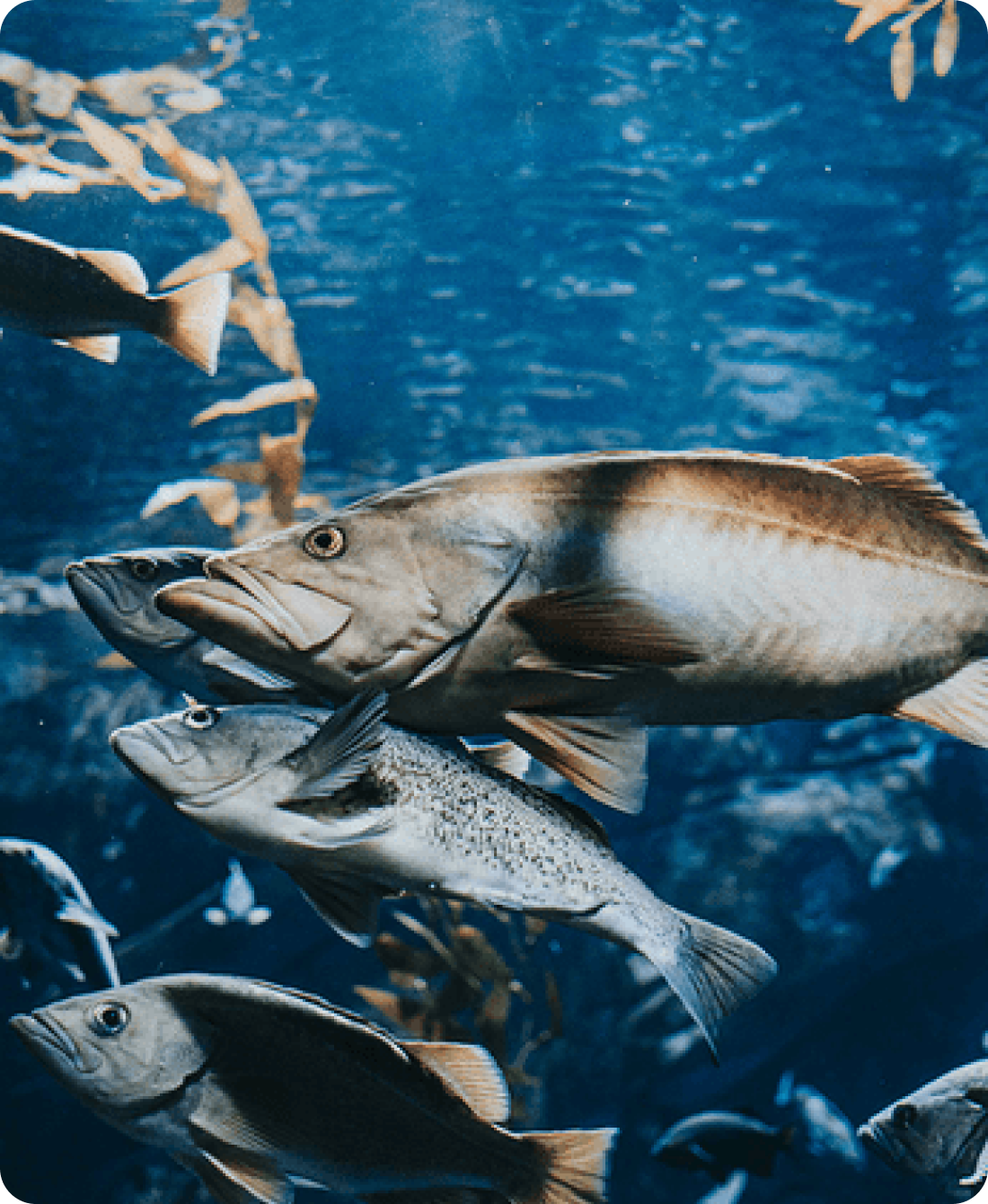 Made in Iceland with the world’s finest ingredients