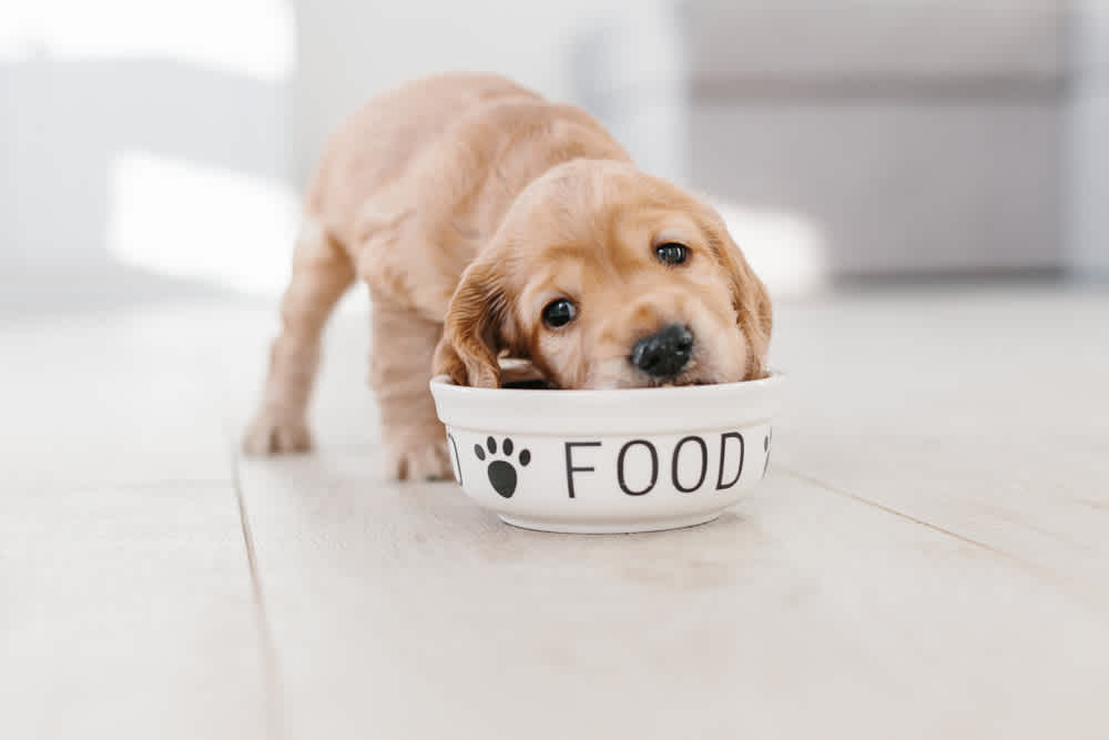 Puppy eating out of a white bowl