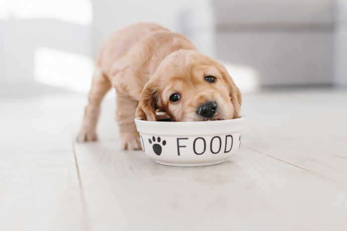 How Much Food to Feed a Puppy? | Preview Image