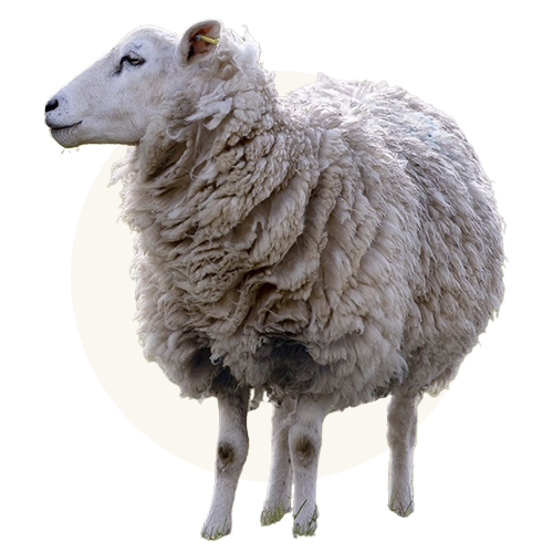 100% Animal Welfare Certified Lamb