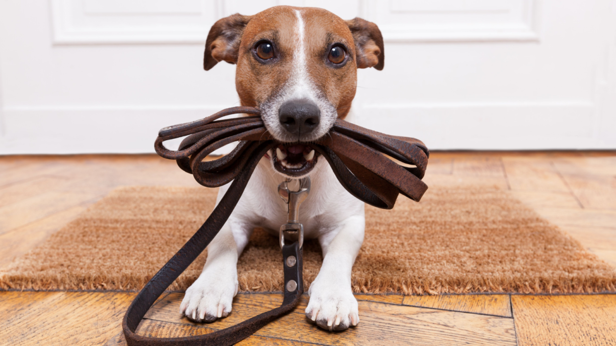 From Pulling to Promenading: How to Leash Train a Dog Like a Pro