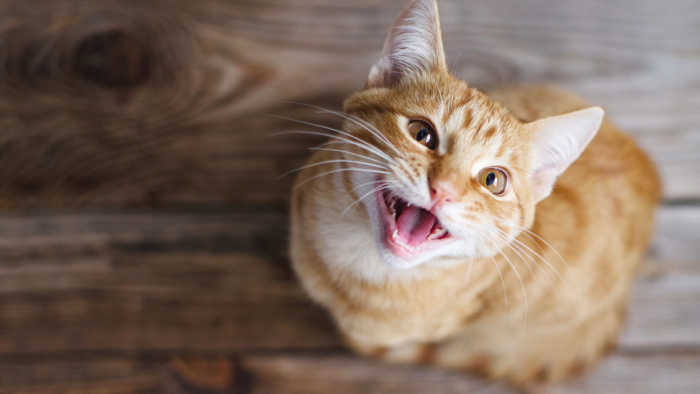 Feline Nutrition 101: A Comprehensive Guide to Choosing the Best Cat Food | Preview Image