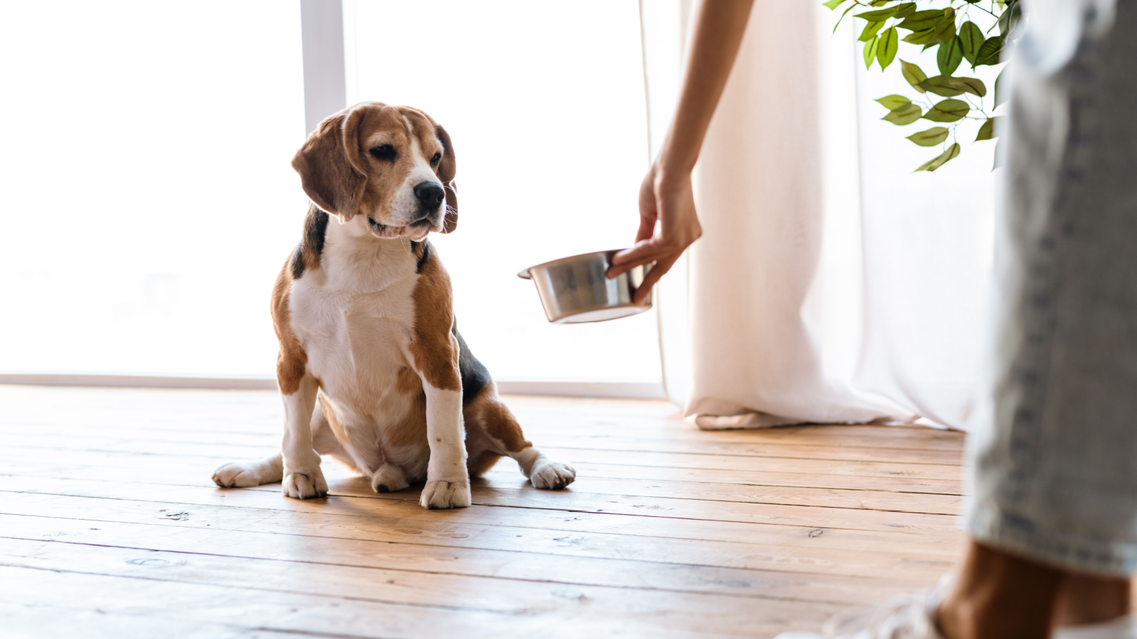 what-is-the-best-dog-food-for-picky-eaters-open-farm