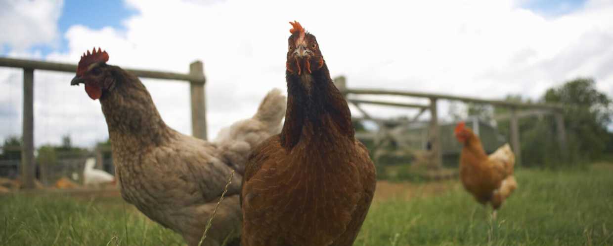 Are Cage-Free Eggs Ethical?