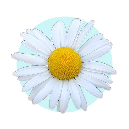 Chamomile