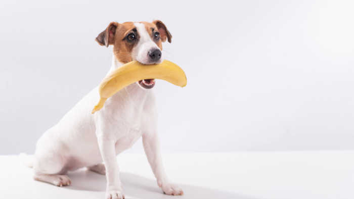 Jack russell terrier dog holds a banana in his mouth on a white background