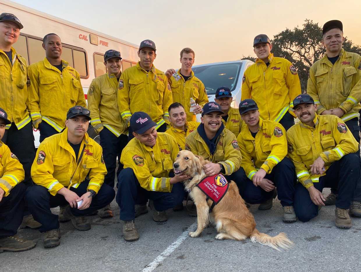 MVPet Spotlight: Kerith The Firefighter Therapy Dog
