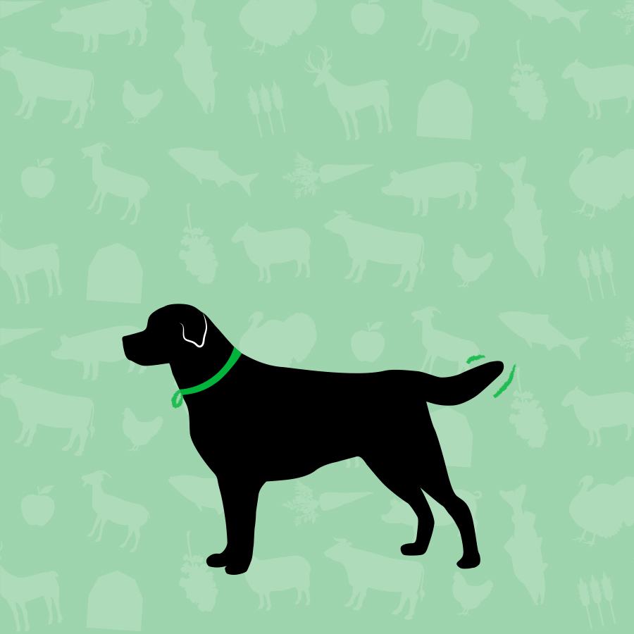 Elevate Kibble Healthy Dog Food MixIns & Toppers Open Farm