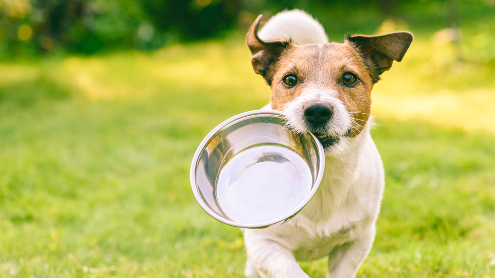 What is the Healthiest Dog Food for Senior Dogs?