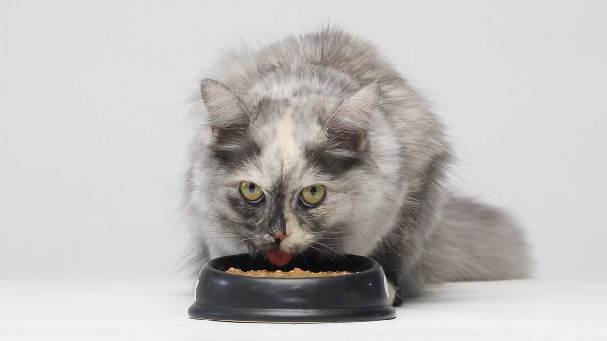 Benefits of Taurine and Thiamine for Cats