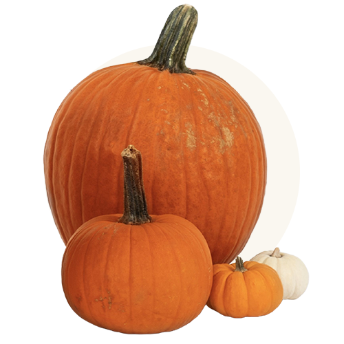 Non-GMO Pumpkin