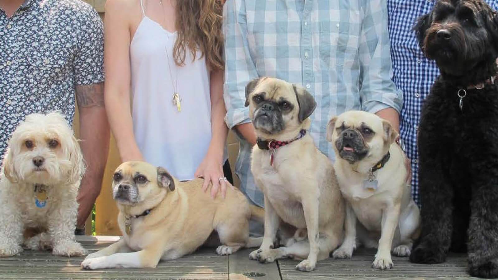 National Mutt Day Meet Our Mutts Open Farm