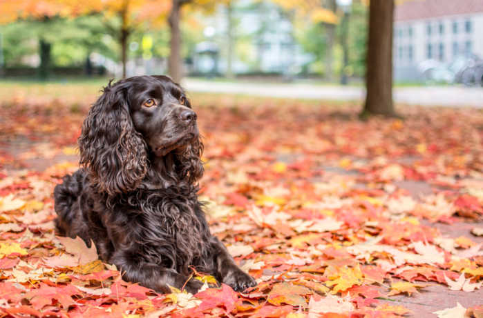 Boykin Spaniels Dog in Leaves
