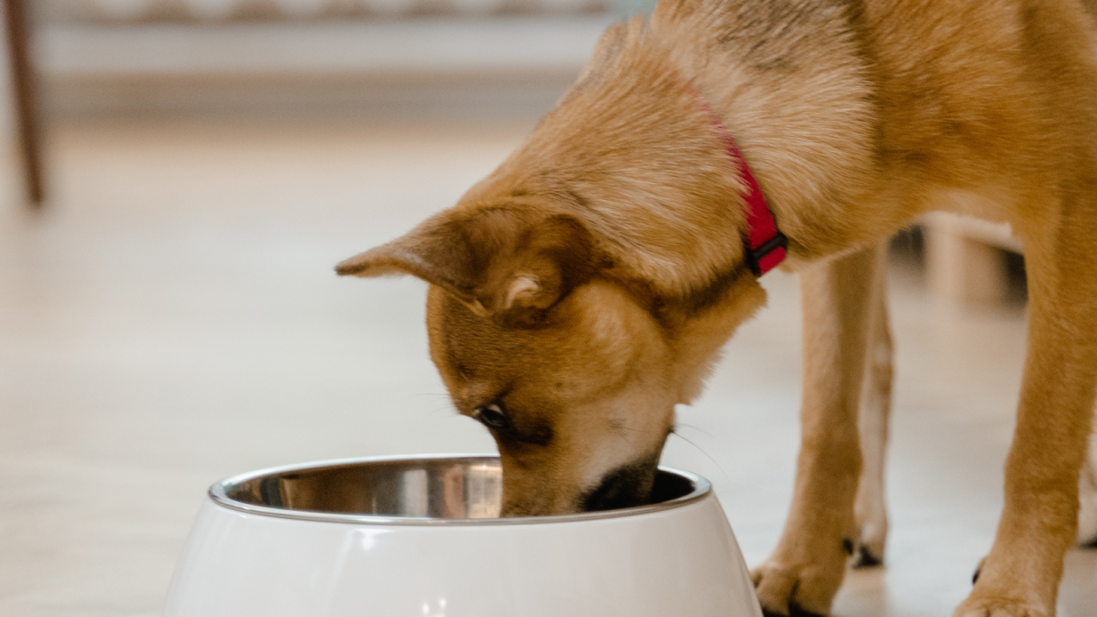 Puppy Feeding Guide for New Owners