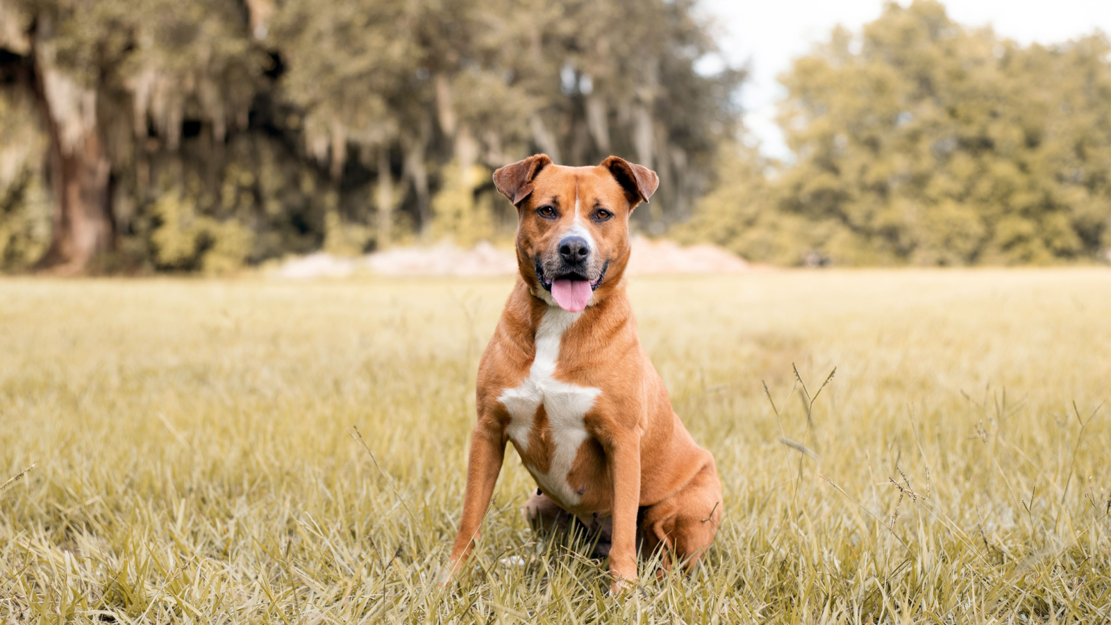 What is the Best Dog Food for Pit Bulls Open Farm