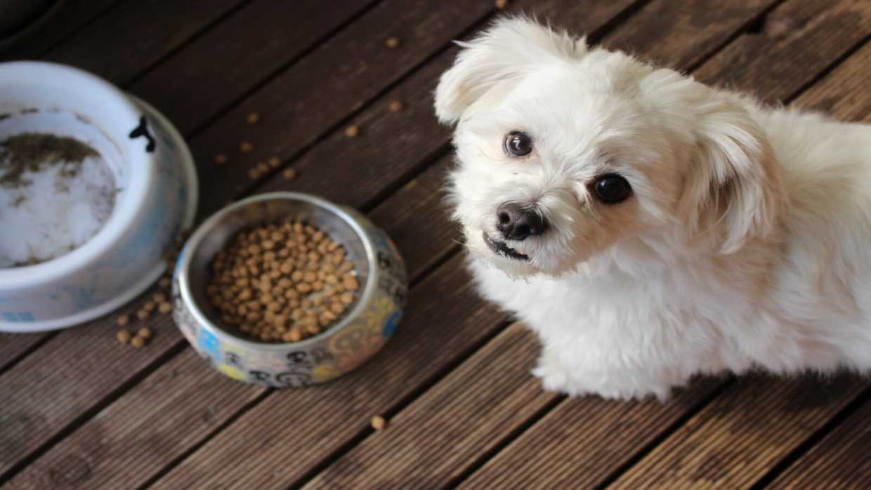 can a change in dog food cause diarrhea