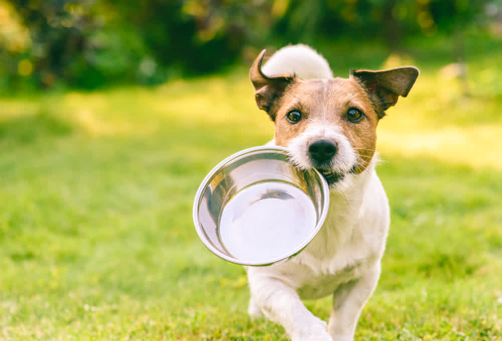 Dry Dog Food vs. Wet Dog Food: Beyond the Bowl