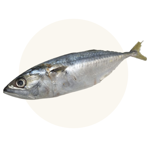 Ocean Wise® Recommended Herring