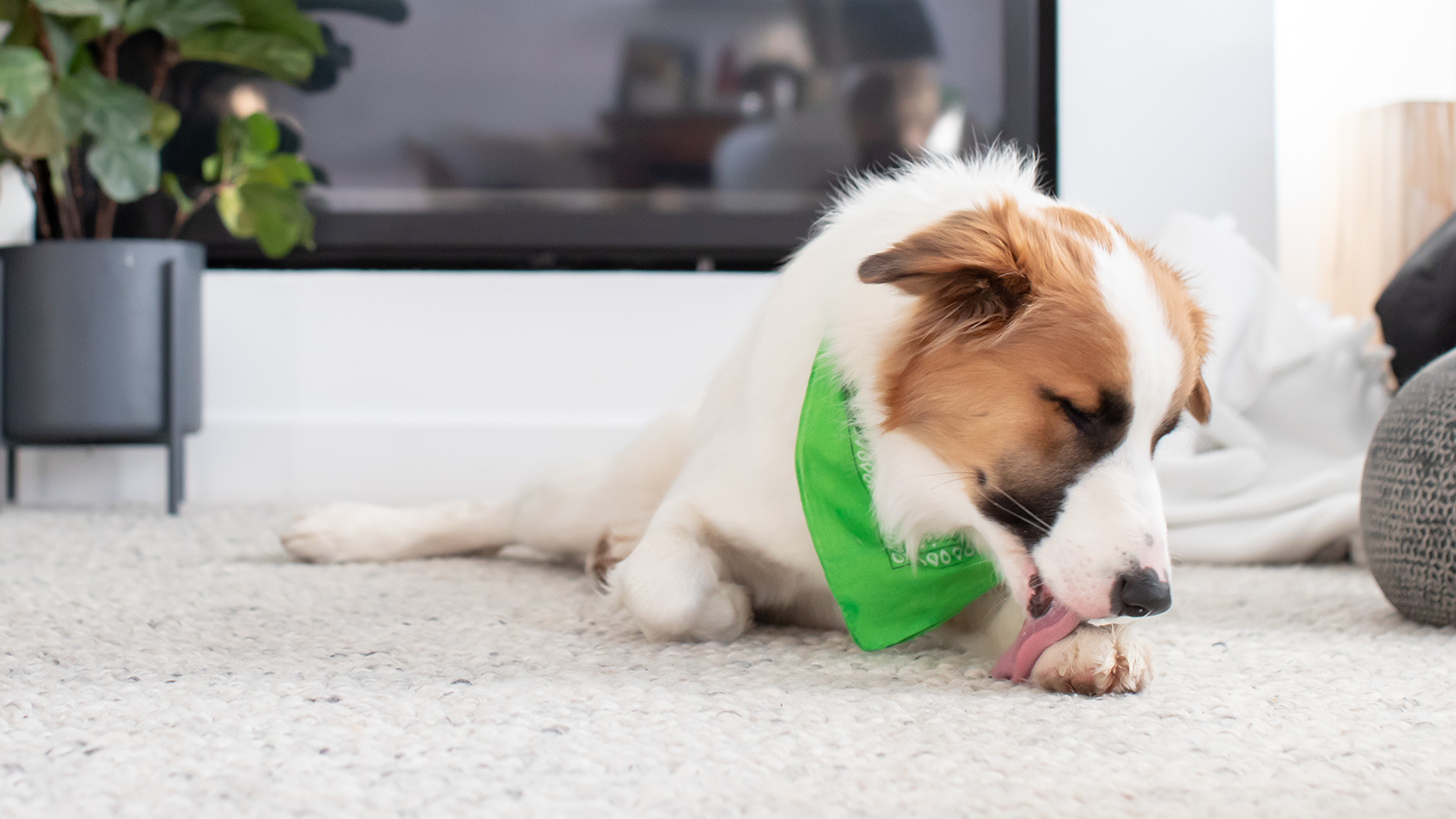 Common Food Allergies in Dogs Open Farm