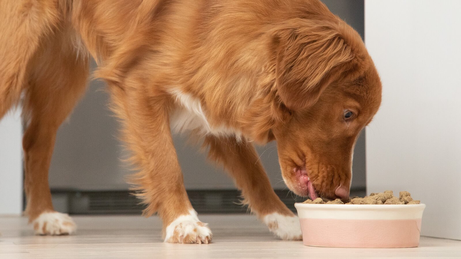 animal welfare approved dog food